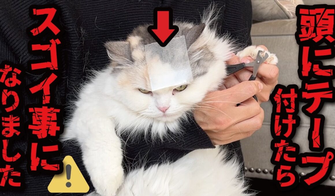 【衝撃】頭にテープを貼ったら猫たちがとんでもない行動に…！！！