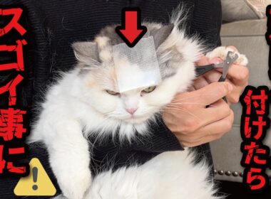 【衝撃】頭にテープを貼ったら猫たちがとんでもない行動に…！！！