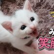 生きられるか心配だった…子猫たち、ついに笑顔【保護猫日記】