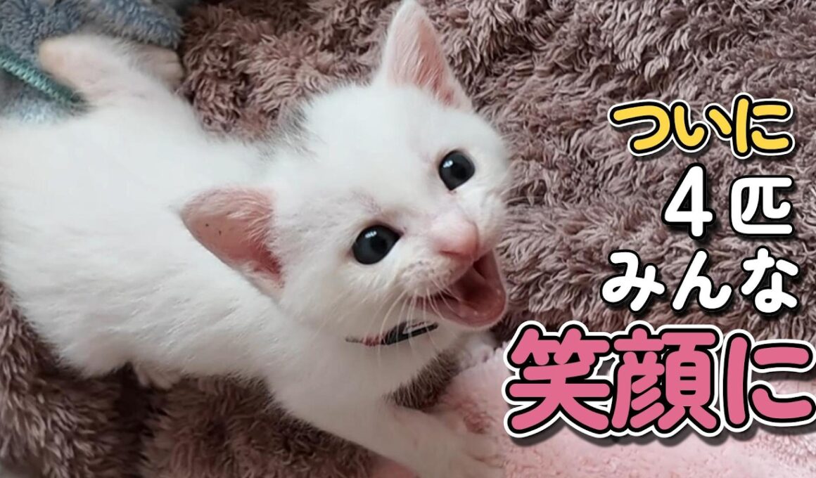 生きられるか心配だった…子猫たち、ついに笑顔【保護猫日記】