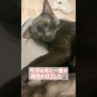おつかれ黒猫ボンベイ　#cat #ねこ #ねこのいる暮らし #ねこのいる生活 #猫 #猫好きさんと繋がりたい #アレルギー #アトピー #かわいい #癒やし