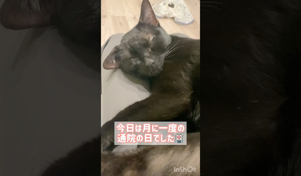 おつかれ黒猫ボンベイ　#cat #ねこ #ねこのいる暮らし #ねこのいる生活 #猫 #猫好きさんと繋がりたい #アレルギー #アトピー #かわいい #癒やし