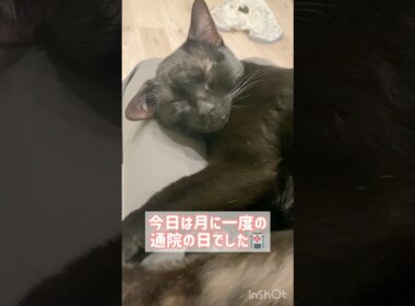 おつかれ黒猫ボンベイ　#cat #ねこ #ねこのいる暮らし #ねこのいる生活 #猫 #猫好きさんと繋がりたい #アレルギー #アトピー #かわいい #癒やし