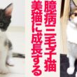 気弱な保護子猫、美しき三毛猫へと成長する　Growth of the rescued calico kitten