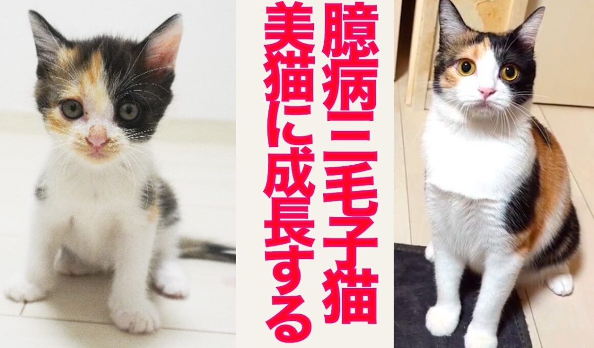 気弱な保護子猫、美しき三毛猫へと成長する　Growth of the rescued calico kitten