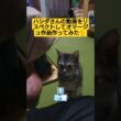 ハシダさんの動画をリスペクトしてオマージュ作品作ってみた#Hashida#リスペクト #オマージュ #cute #cat #ねこ #おすわり #福田パン#吹雪 #関西弁 #関西弁ボイス