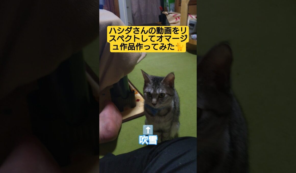 ハシダさんの動画をリスペクトしてオマージュ作品作ってみた#Hashida#リスペクト #オマージュ #cute #cat #ねこ #おすわり #福田パン#吹雪 #関西弁 #関西弁ボイス
