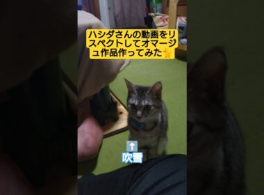 ハシダさんの動画をリスペクトしてオマージュ作品作ってみた#Hashida#リスペクト #オマージュ #cute #cat #ねこ #おすわり #福田パン#吹雪 #関西弁 #関西弁ボイス