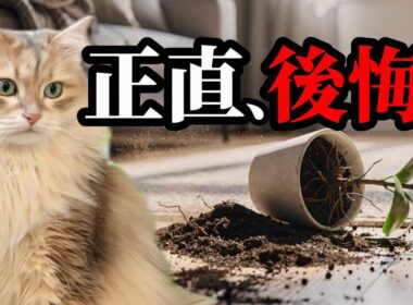 サイベリアン飼って後悔した？正直に全部話します