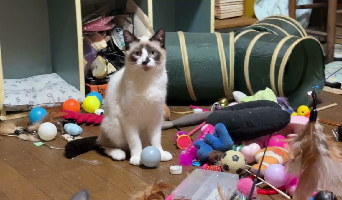 シャム猫のパンダ。近くに来るようになったので、黒猫の黒夢と一緒に、ネコジャラシしようとしたら