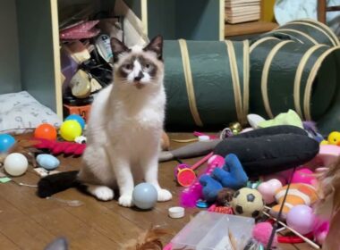 シャム猫のパンダ。近くに来るようになったので、黒猫の黒夢と一緒に、ネコジャラシしようとしたら