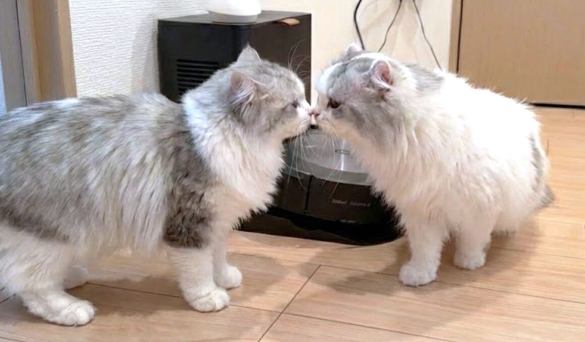 生まれて初めてかわいいメス猫と出会ったオスの子猫がまさかのこうなった…w