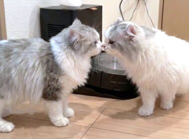 生まれて初めてかわいいメス猫と出会ったオスの子猫がまさかのこうなった…w