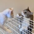 新入り子猫がケージから降りられずピンチになってたときのボス猫の対応が神すぎました…
