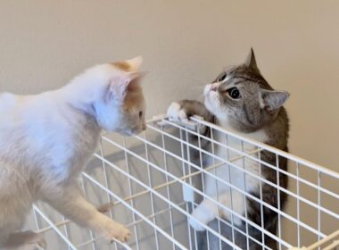 新入り子猫がケージから降りられずピンチになってたときのボス猫の対応が神すぎました…