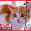 【子猫 保護】え...もう1匹！？寒空に取り残されていた兄妹子猫を保護しました