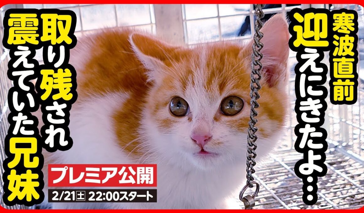 【子猫 保護】え...もう1匹！？寒空に取り残されていた兄妹子猫を保護しました