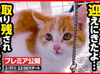 【子猫 保護】え...もう1匹！？寒空に取り残されていた兄妹子猫を保護しました