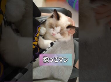 甘えん坊赤ちゃんマン👶🏻 #shorts #ラグドール #子猫 #猫のいる生活 #甘えん坊猫 #ぬいぐるみ猫