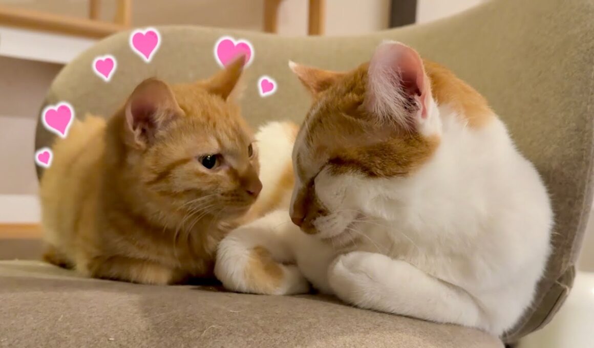 対面して2日目で新入り子猫に懐かれてしまった兄猫