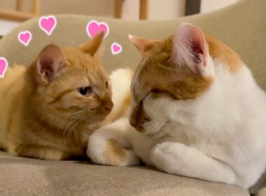 対面して2日目で新入り子猫に懐かれてしまった兄猫