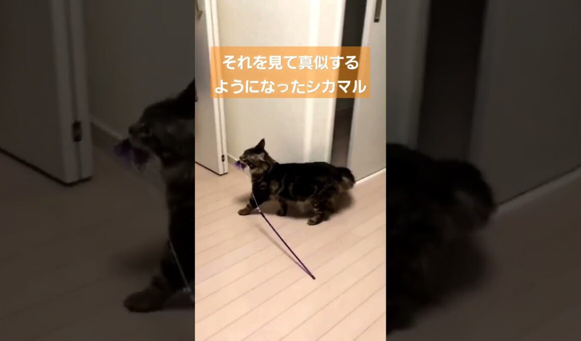 【賢い】遊んでほしいメインクーンたち