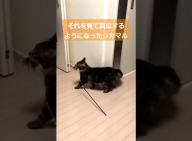 【賢い】遊んでほしいメインクーンたち