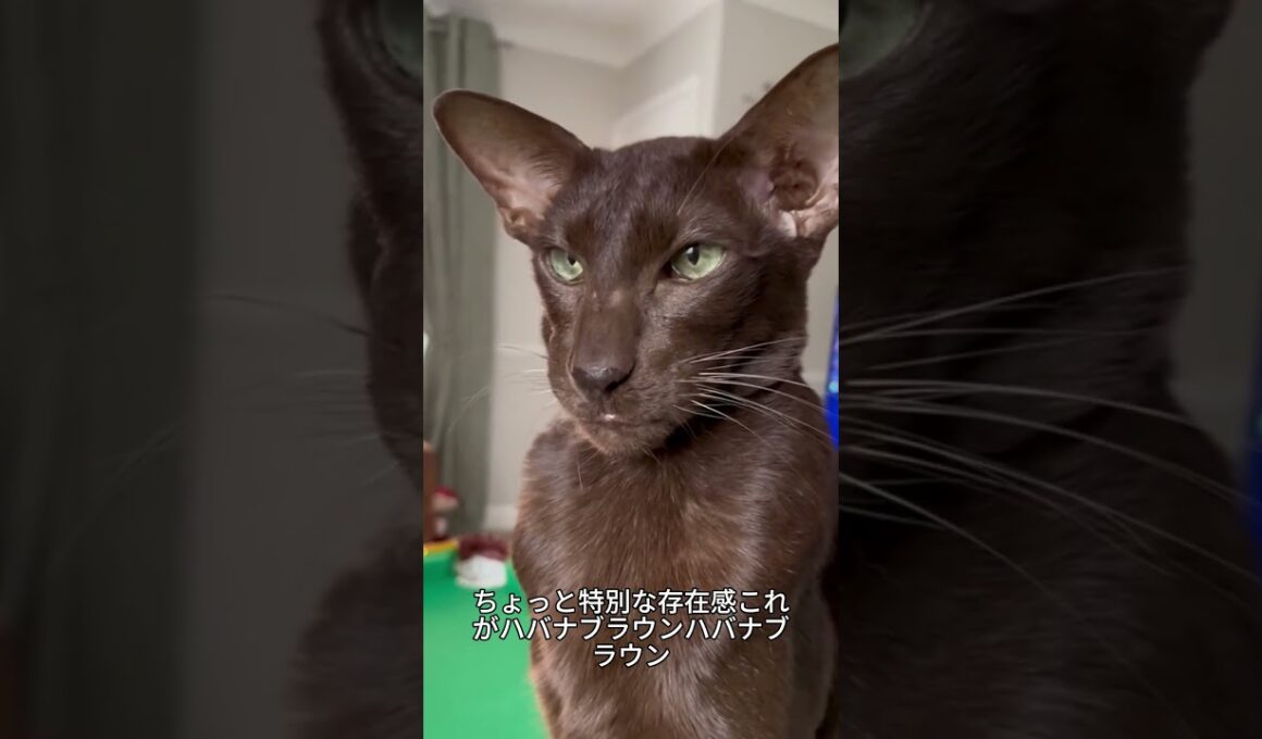 これがハバナブラウン！チョコレート色の上品な猫🐱✨ #ハバナブラウン #猫好き #かわいい猫 #猫