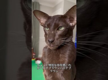 これがハバナブラウン！チョコレート色の上品な猫🐱✨ #ハバナブラウン #猫好き #かわいい猫 #猫