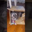 箱が好き #ねこ動画 #アメリカンカール
