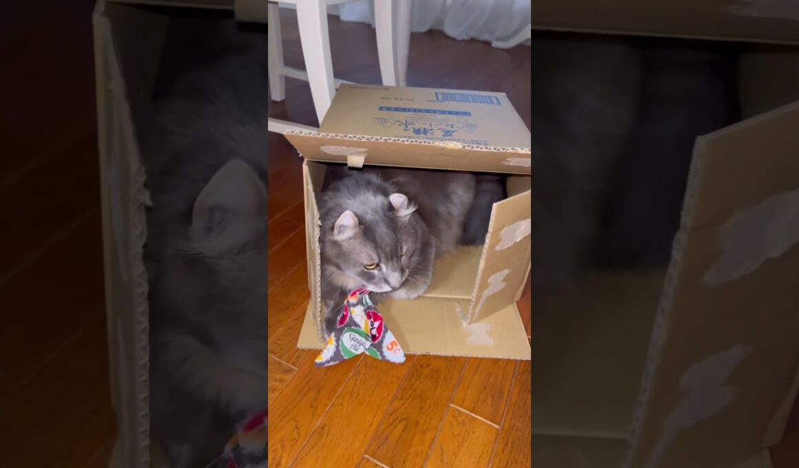 箱が好き #ねこ動画 #アメリカンカール