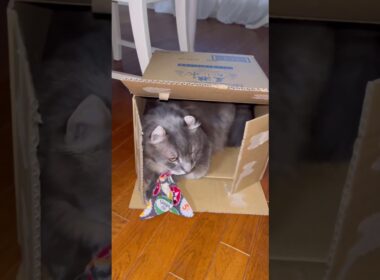 箱が好き #ねこ動画 #アメリカンカール