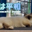 バーマン猫ラフ【中は平和】It's peaceful inside（バーマン猫）Birman/Cat