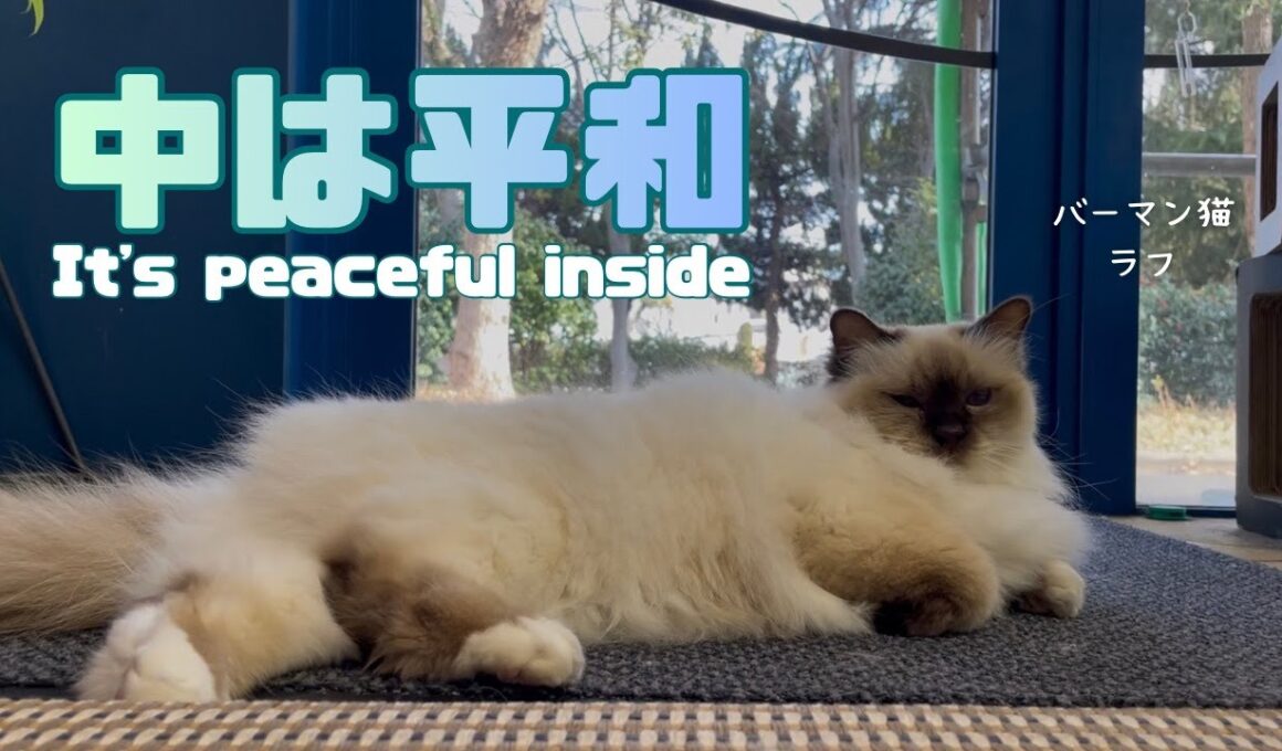 バーマン猫ラフ【中は平和】It's peaceful inside（バーマン猫）Birman/Cat