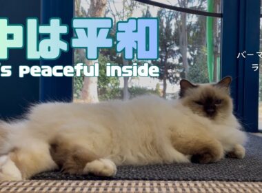 バーマン猫ラフ【中は平和】It's peaceful inside（バーマン猫）Birman/Cat