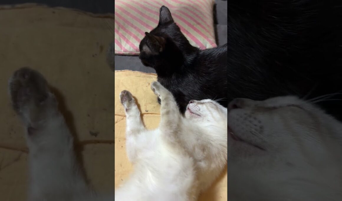 黒猫くー「ねじ曲がって寝てるよ、シャムの雫」　ウp主「くー、頭に、ゴミ」