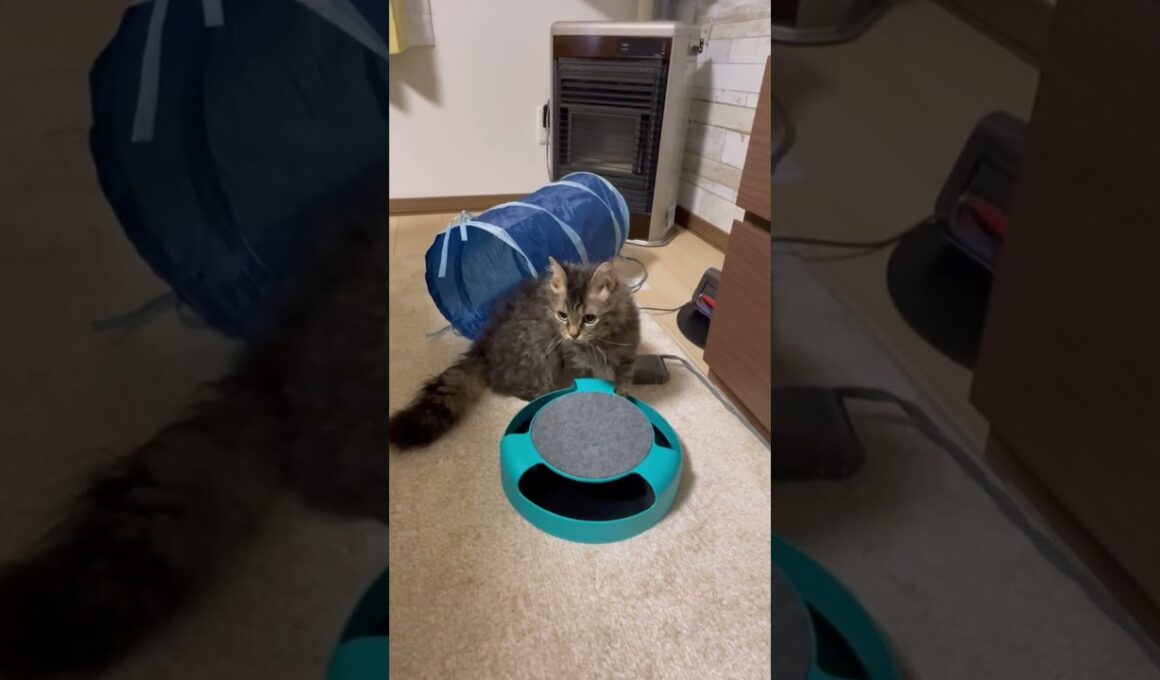 【癒し】ねずみを追う猫くうちゃん#猫 #cat #猫好きさんと繋がりたい #フライングタイガー