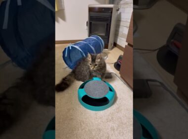 【癒し】ねずみを追う猫くうちゃん#猫 #cat #猫好きさんと繋がりたい #フライングタイガー