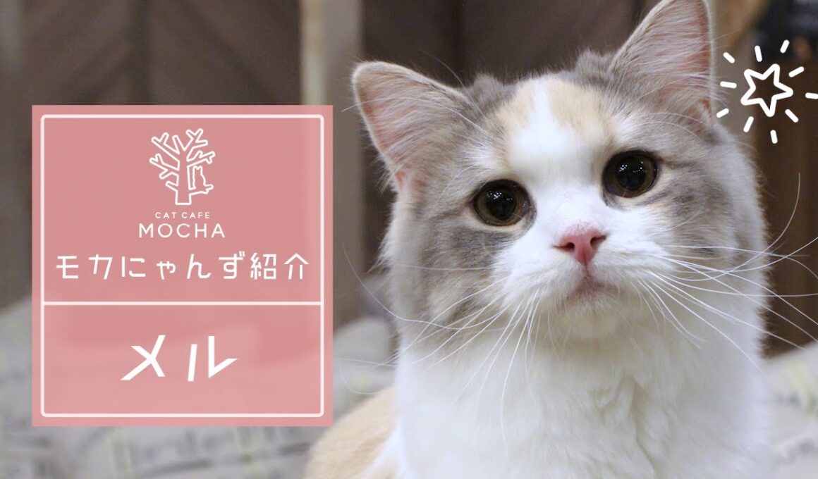 メル（スコティッシュフォールド♀）心斎橋店