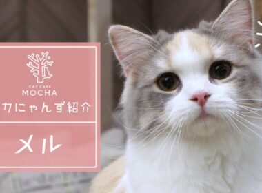 メル（スコティッシュフォールド♀）心斎橋店