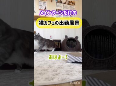 20260222 メインクーンだけの【猫カフェの出勤風景】#cat #cooncat #mainecat #もふもふ