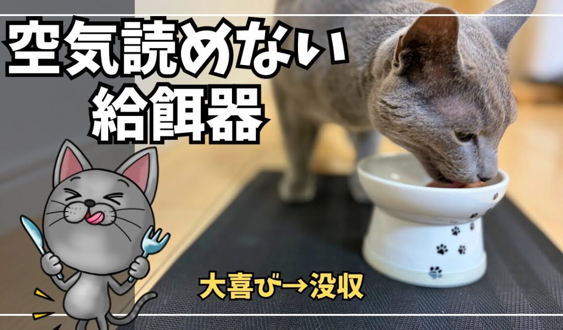 【新モンプチ】完食→まさかの追いカリカリ発動で大喜びのロシアンブルー