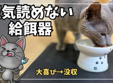 【新モンプチ】完食→まさかの追いカリカリ発動で大喜びのロシアンブルー