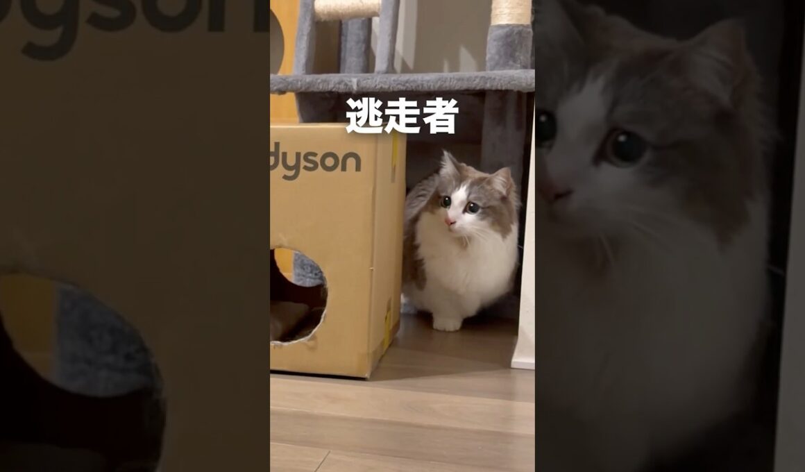 隠れてやり過ごす猫が凄すぎて（笑）#猫 #マンチカン #キジシロ