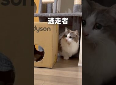 隠れてやり過ごす猫が凄すぎて（笑）#猫 #マンチカン #キジシロ