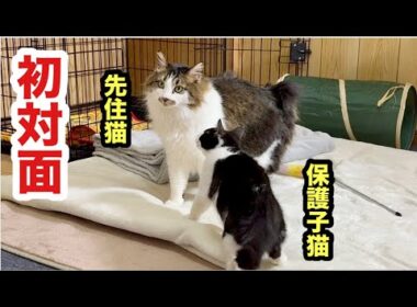 初対面の子猫と先住猫の反応がこうなりました😊