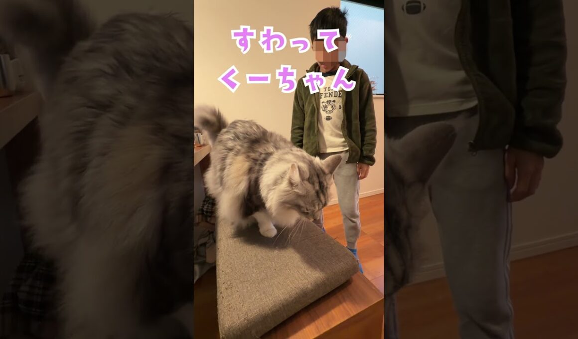 朝はしっかりご挨拶。大きいおにぎり？お寿司猫を堪能。大型猫メインクーン#short