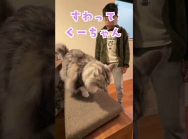 朝はしっかりご挨拶。大きいおにぎり？お寿司猫を堪能。大型猫メインクーン#short