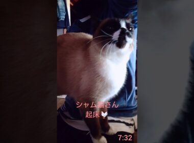シャム猫さんの朝🐔#猫 #ねこ #cat #Shorts
