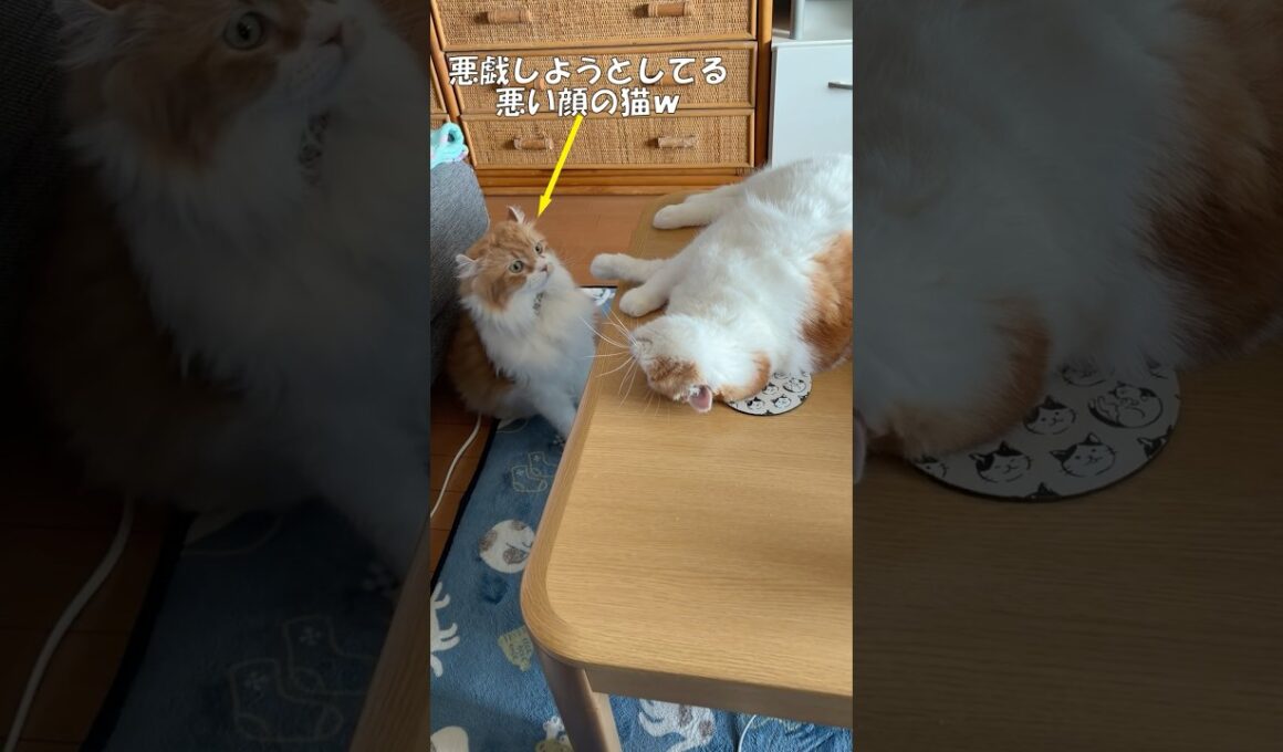 立ち姿がかわいい #cat #猫のいる暮らし #アメリカンカール